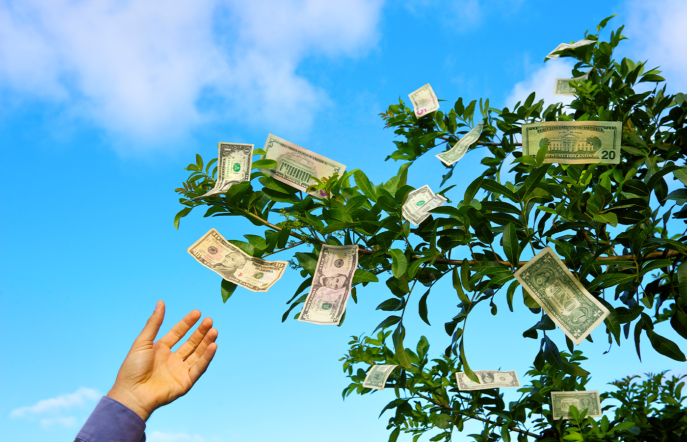 Money Doesn’t Grow on Trees