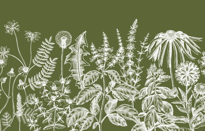 The Mysterious Silphium Plant