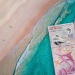 The Bermuda $5 note on a photo of Horseshoe Bay in Bermuda.