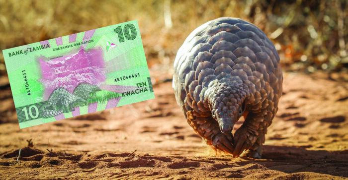 Zambian Wildlife