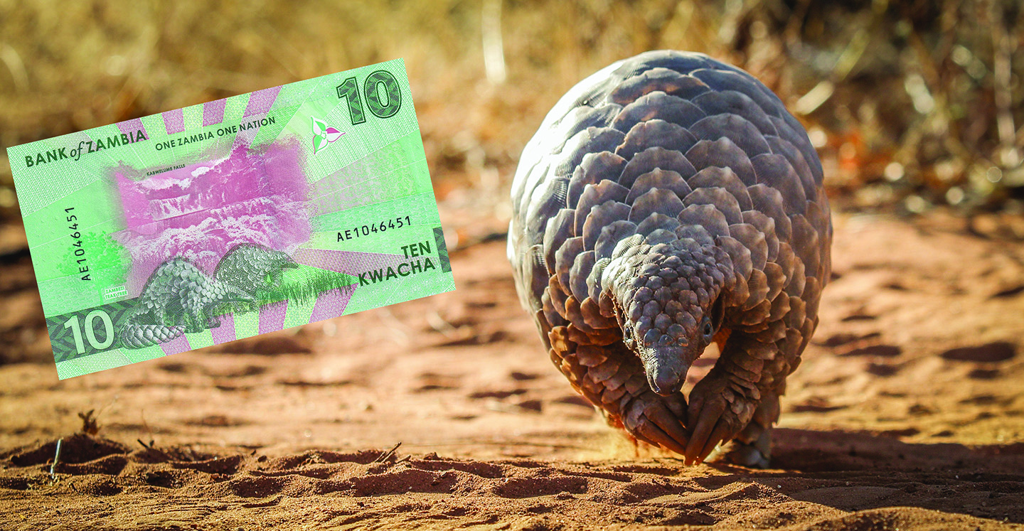 Zambian Wildlife