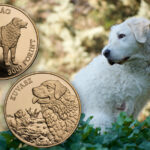 A Kuvasz in a field and the Hungarian Kuvasz coin