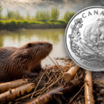 A beaver building a dam beside the Royal Canadian Mint beaver commemorative silver dollar