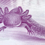 axolotl