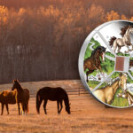 Horses in a field beside the Peth Mint Year of the Horse quadrant coin