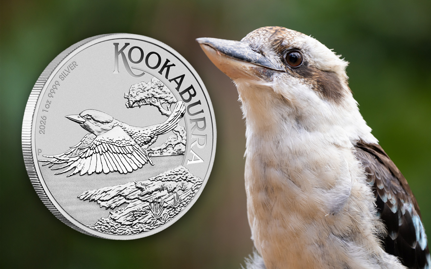 Collectors Flock to Kookaburra Coins