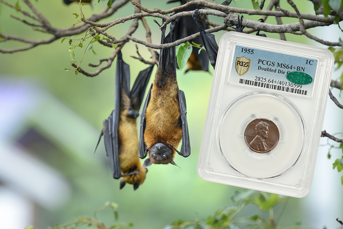TropicalBats Lincoln Cent Registry Set